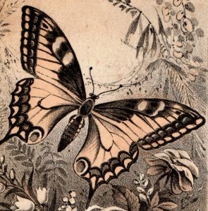 1880s Shedd's Little Mandrake Pills Quack Medicine Lovely Butterfly P196