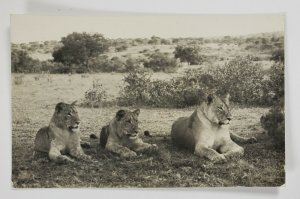 Rppc Beautiful Lioness and Her Cubs Postcard Q18