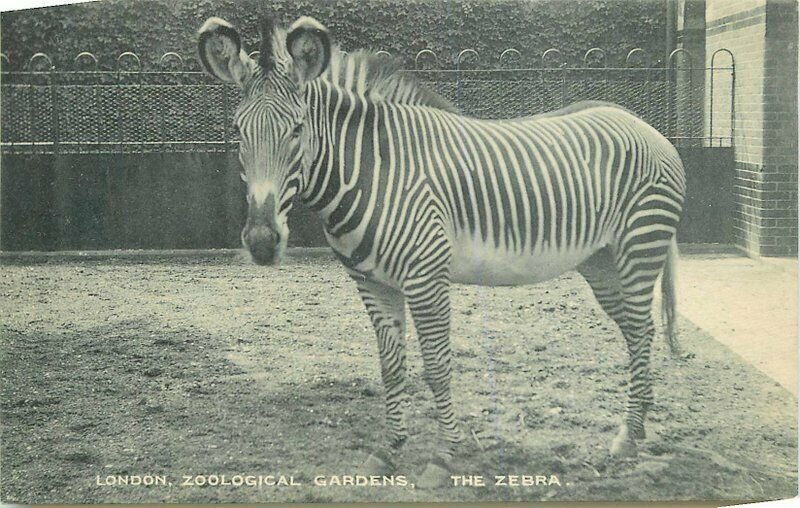 C-1910 London Zoological Gardens Postcard Zebra Stereoscopic UK 7425