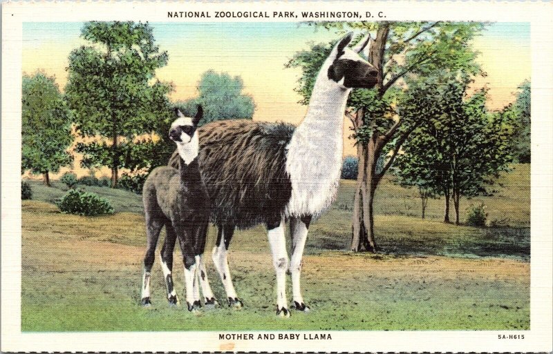National Zoological Park Washington Dc Mother Baby Llama Unposted Postcard 