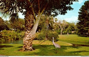 Florida Sarasota Jungle Gardens Strangler Fig Tree & Florida Sand Hill Crane
