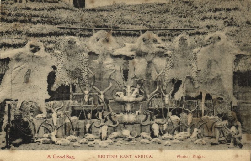 kenya, Hunting Trophies from British East Africa (1910s) Postcard