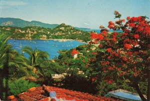 Sail Boats in Bay Flowering Trees Palms in Acapulco Postcard 2T5-83