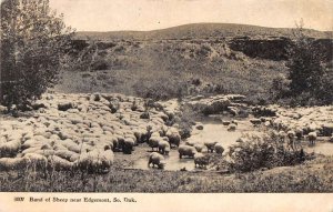 Edgemont South Dakota Sheep Farm Real Photo Vintage Postcard AA43543