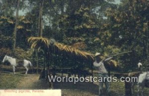 Shooting Pigeons Panama Postcard