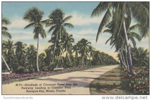 Cocoanut Trees Lining The Parkway Leading To Crandon Park Biscayne Key Miami ...