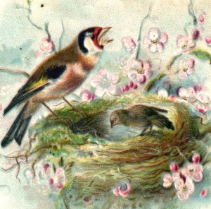 1880s Victorian Religious Card Goldfinch? Bird Chicks & Nest F125