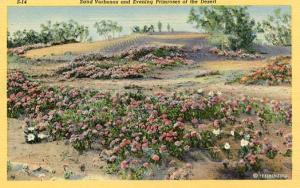 Sand Verbenas & Evening Primroses (Desert Flowers)