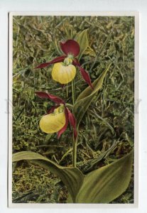 428012 Flower Cypriprdilum Calceolus Sammelwerk Tobacco Card w/ ADVERTISING