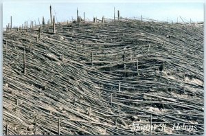 Postcard - Mount St. Helens - Washington