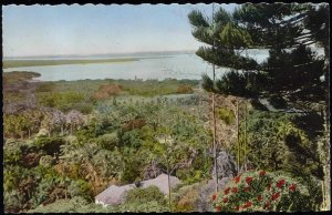 New Caledonia, Coconut Palm Plantation, Cocoteraie (1960s) RPPC