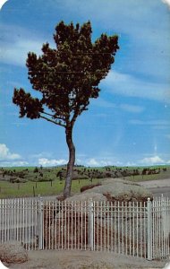 Tree Growing Out of Solid Rock Along Lincoln Highway Laramie, Wisconsin USA