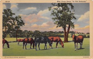 Bluegrass scene in old Kentucky Horses grazing Louisville Kentucky  