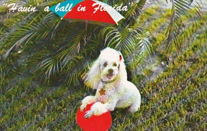 Poodle Havin' A Ball In Florida