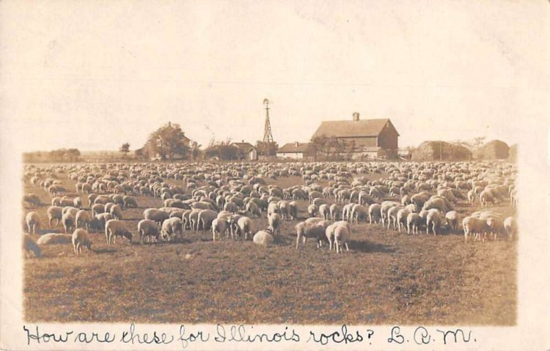 Belvidere Illinois Sheep Ranch Real Photo Vintage Postcard AA43590