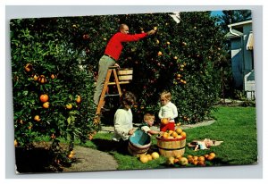 Vintage 1971 Postcard Family Picking Oranges in their Back Yard in Florida