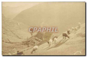 Old Postcard Gavarnie Sheep Grazing in the Mountain