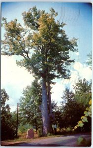Postcard - The Big Basswood Tree - Tannersville, Pennsylvania