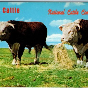 c1960s Waterloo, IA National Cattle Congress Prime Cows Event Bull Dairy PC A233