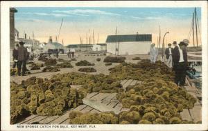 Key West FL Sponge Catch on Docks c1920 Postcard