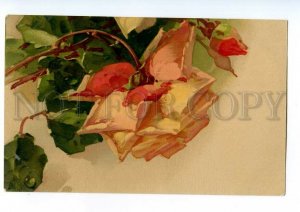 497565 Catherine KLEIN Charming PINK ROSES Vintage postcard #2049