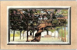 C.1910 Worlds Largest Grape Vine Garpenteria, Santa Barbara, CA Postcard P122