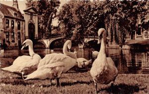 B92433 goose  real photo  brugge  bruges pont du beguinage   belgium