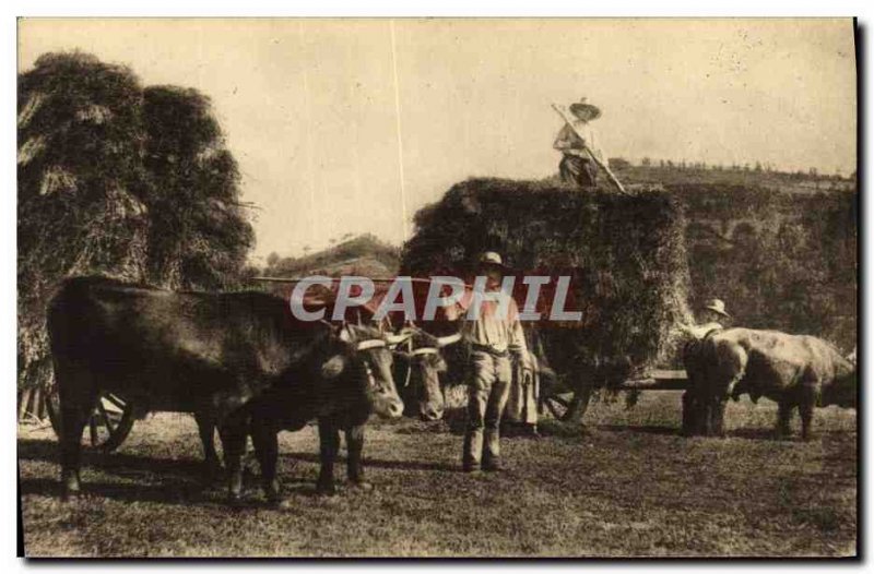 Old Postcard Folklore Auvergne Haying Horse