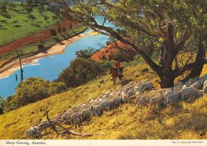 BR101860 sheep grazing   australia