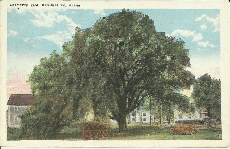 Kennebunk, Maine, Lafayette Elm