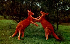 Red Roo Kangaroo