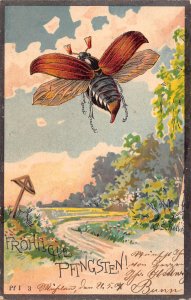 Pentecost Greetings 1904 Maybug Flying Nature Art by C Scholl postcard C356