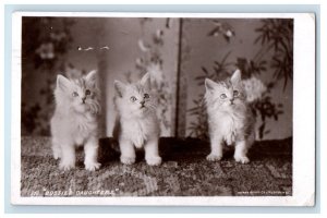 1923 Dossies Daughters Kittens Cats Rotary RPPC Photo Postcard