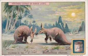 Liebig Trade Card S1095 Toothless Mammals No 6 Orycterope du Cap