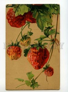 491163 Catharina KLEIN Sweet Strawberry RUSSIA Vintage postcard