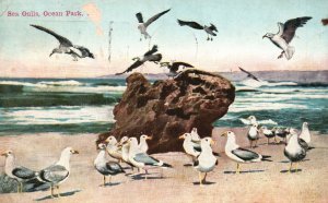 Vintage Postcard 1915 Sea Gulls Ocean Parks Scenic View Birds On Boardwalk