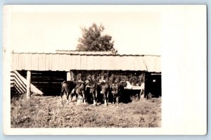 Pine City Minnesota MN Postcard RPPC Photo Cows Farm c1930's Unposted Vintage