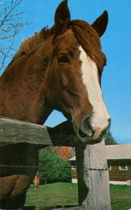 VT - Manchester. A Morgan Gelding at Bald Mountain Spring