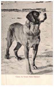 Dog  , Chien du Grand Saint bernard