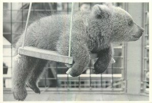 Statics animal photo postcard swing bear