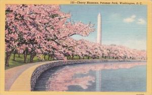 Cherry Blossoms Potomac Park Washington D C