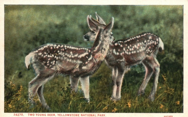 Vintage Postcard 1910's Two Young Deer In The Wild Yellowstone National Park