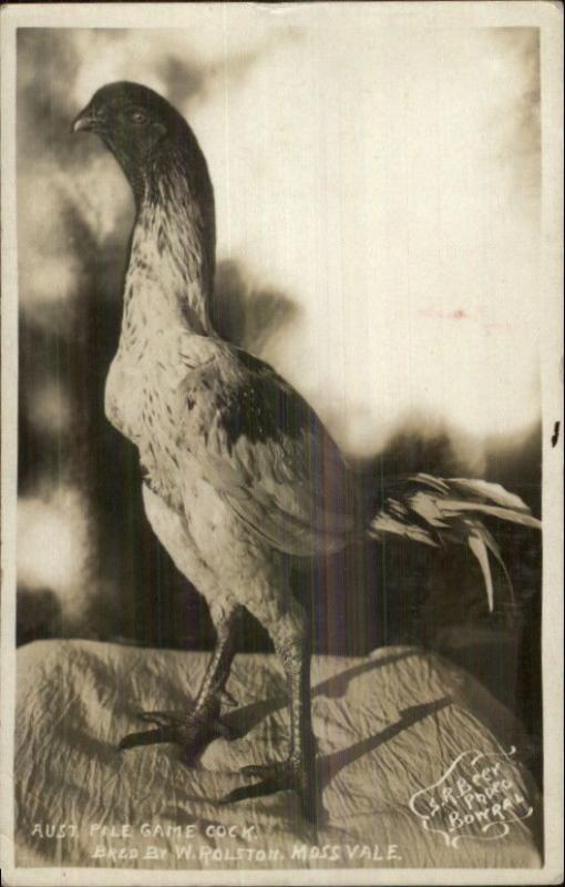 Australia Pile Game Cock Chicken Bred by W. Rolston Mossvale NSW RPPC c1910