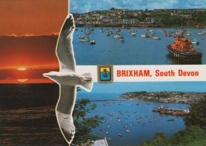 Devon Postcard - Views of Brixham, South Devon - Seagull    RR9212