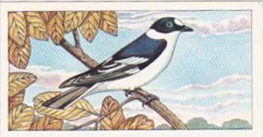 Glengettie Tea Trade Card Rare British Birds No 14 Collared Flycatcher