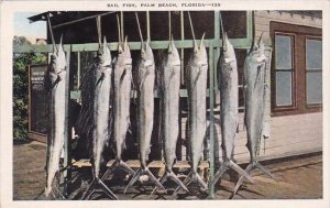 Day's Catch Of Sailfish Palm Beach Florida