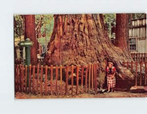 Postcard General Fremont Tree, Henry Cowell Redwoods State Park, Felton, CA