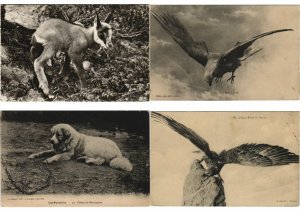 ANIMALS IN MOUNTAINS 80 Vintage Postcards Pre-1970 (L3592)