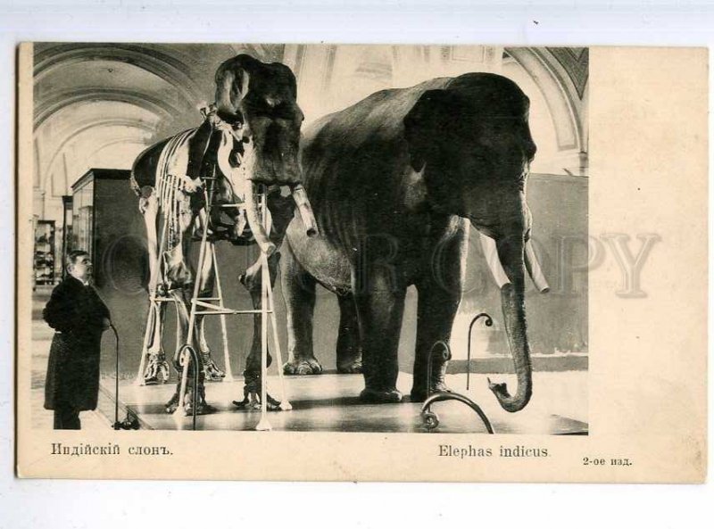 225646 RUSSIA Indian elephant St.Eugenie 2nd edition postcard