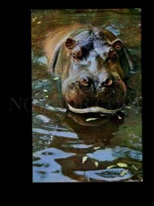 135933 Moscow ZOO Hippopotamus Hippo old Russia color PHOTO PC